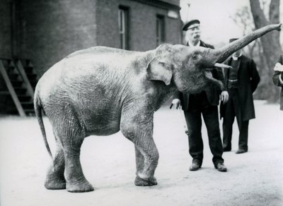 A Baby Asian Elephant Raising its Trunk at a Keeper while Other Keepers Look On by Frederick William Bond